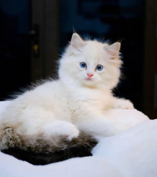 Ragdoll