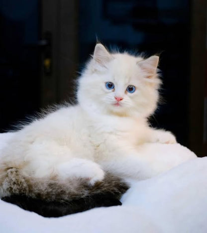 Ragdoll