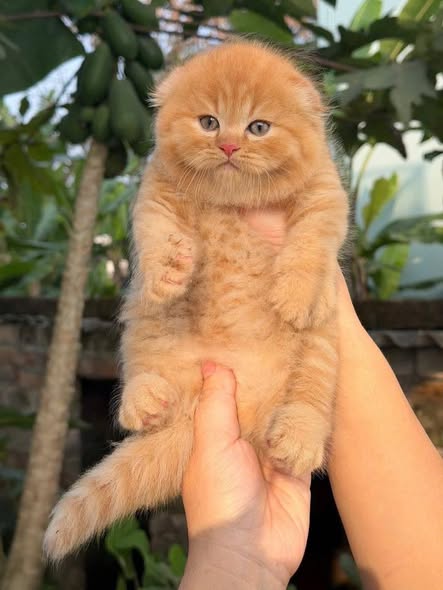 Scottish Fold