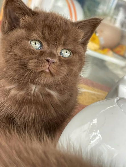 British Shorthair