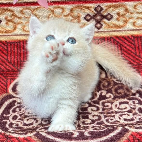 Munchkin