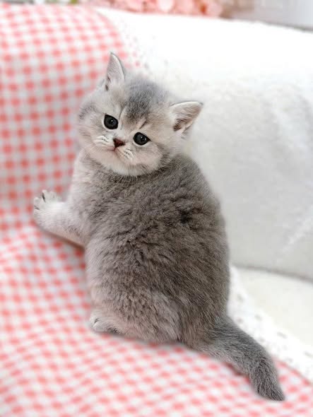 British Shorthair