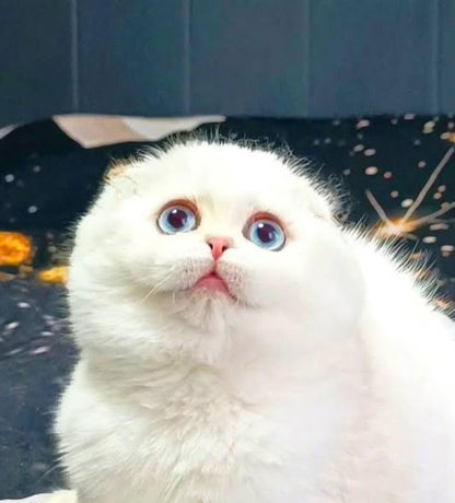 Scottish Fold