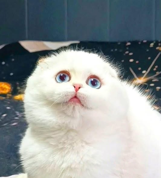 Scottish Fold