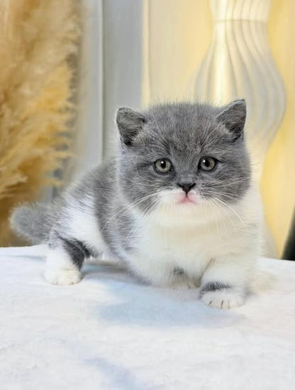 Munchkin