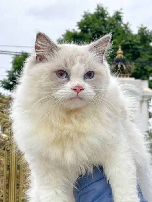Ragdoll