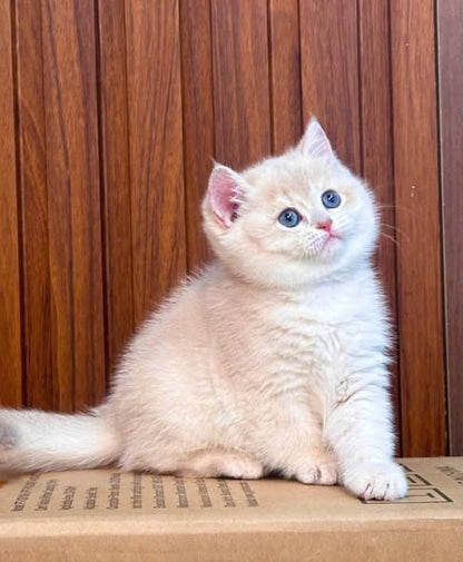 British Shorthair