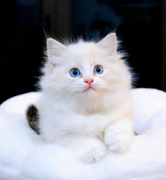 Ragdoll