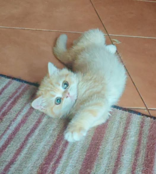 British Shorthair