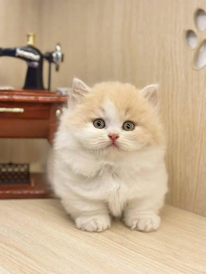 Munchkin Longhair
