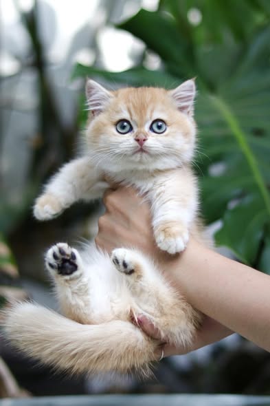 Munchkin