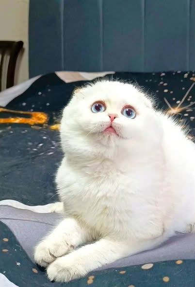Scottish Fold