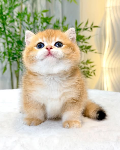 British Shorthair