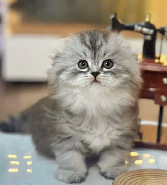 Scottish Fold Longhair