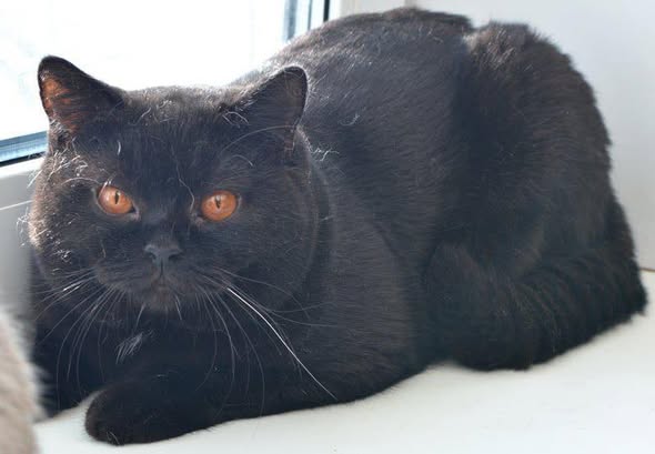 British Shorthair