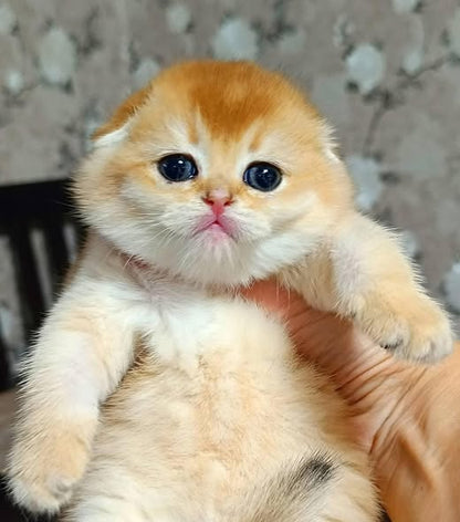 Scottish Fold