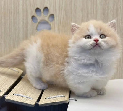 Munchkin Longhair