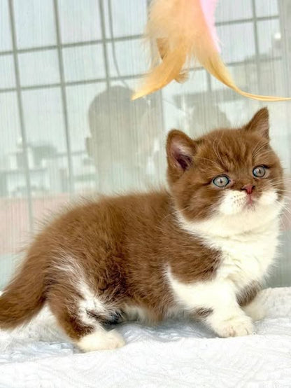 Munchkin