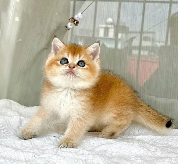 British Shorthair