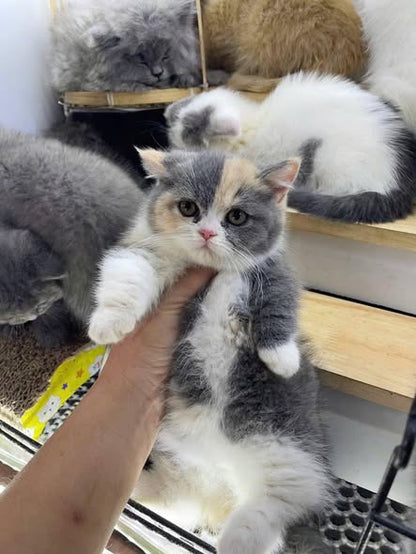 Munchkin