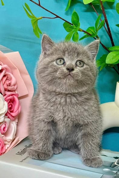 British Shorthair