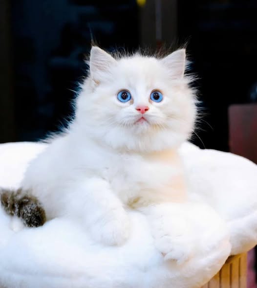 Ragdoll