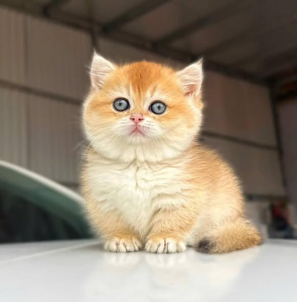 Munchkin