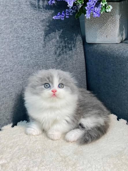 Munchkin Fold Longhair