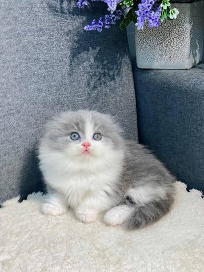 Munchkin Fold Longhair