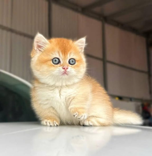Munchkin