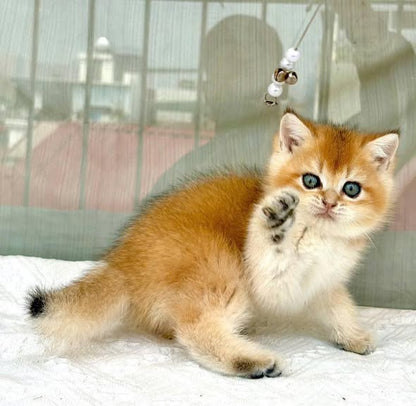 British Shorthair