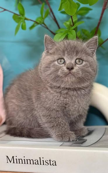 British Shorthair