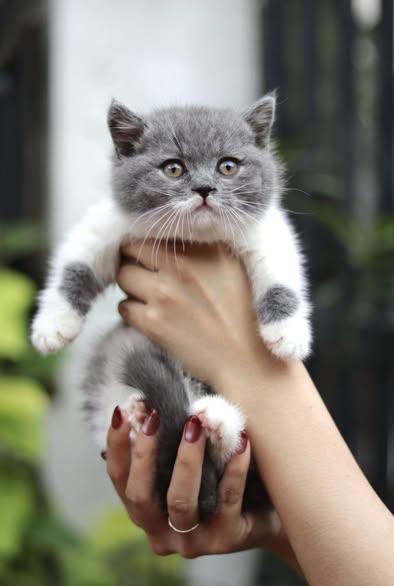 Munchkin