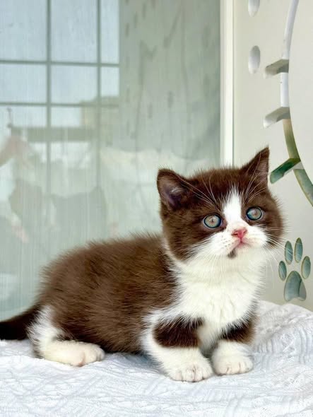 Munchkin