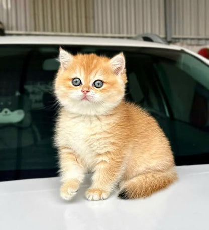 British Shorthair