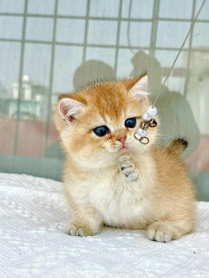 Munchkin