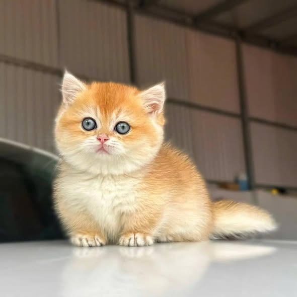 Munchkin
