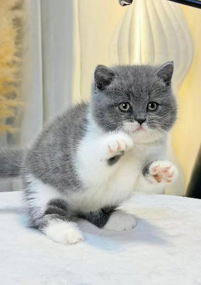 Munchkin