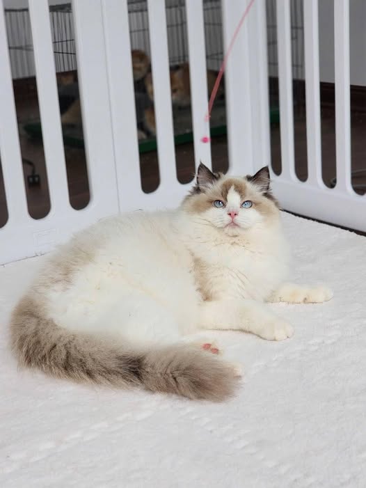 Ragdoll