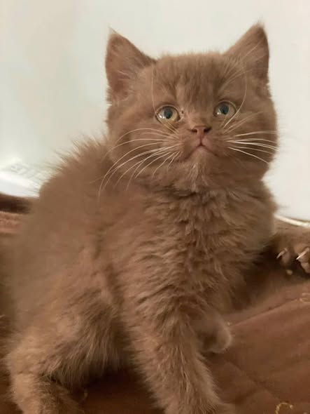 British Shorthair