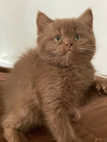 British Shorthair