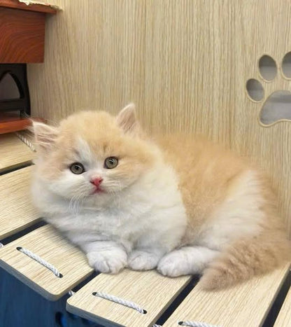 Munchkin Longhair