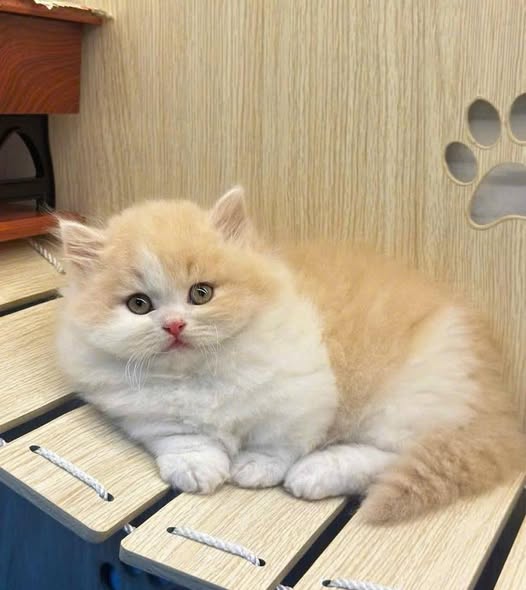 Munchkin Longhair