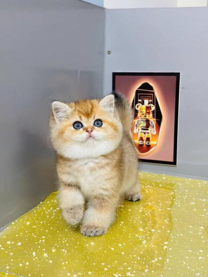 British Shorthair