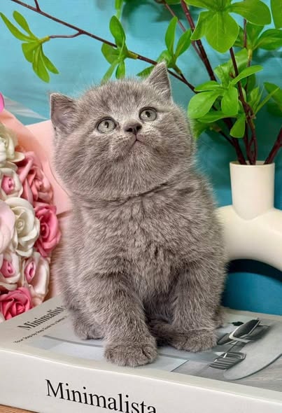 British Shorthair
