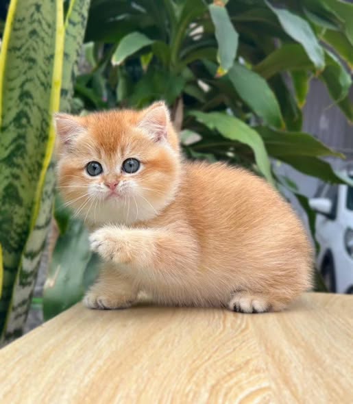British Shorthair