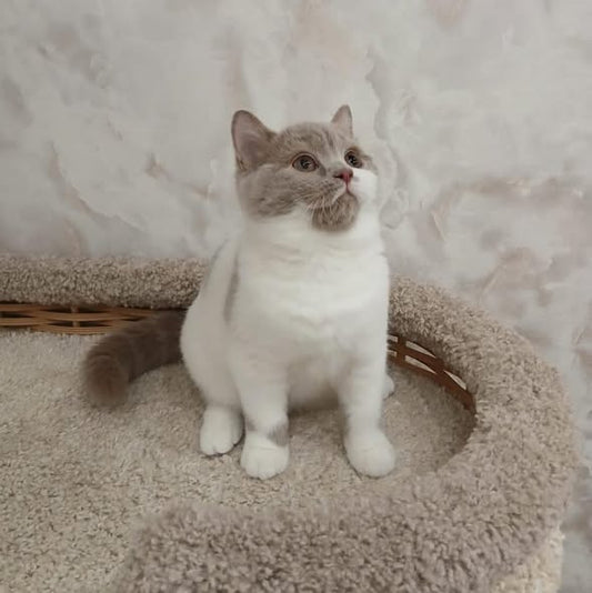 British Shorthair
