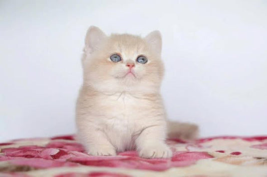 Munchkin