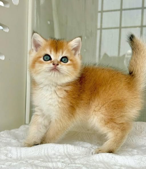 British Shorthair