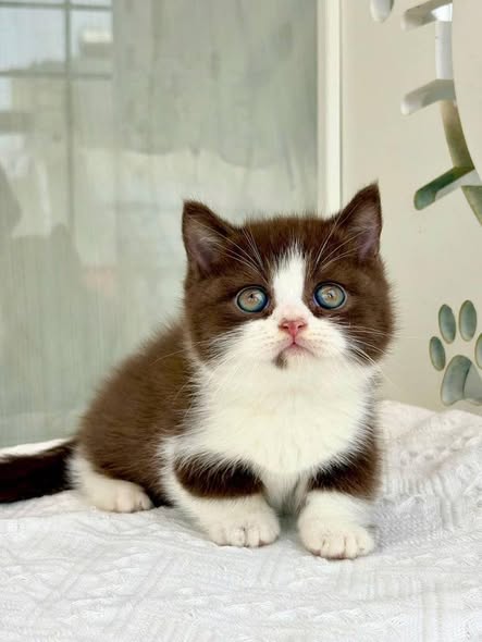 Munchkin